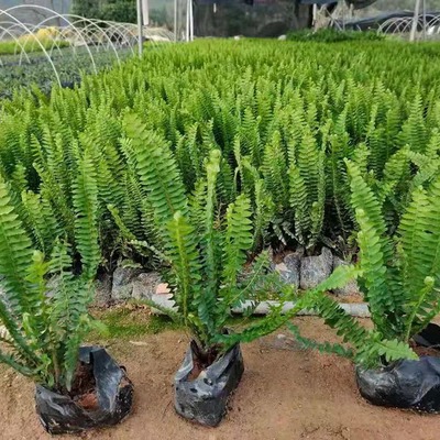 排骨草盆栽與園林綠化工程 腎蕨基地直供的優(yōu)勢(shì)