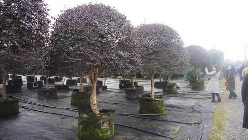 實(shí)地參觀考察 植物新品種的浙江力量與園林綠化工程