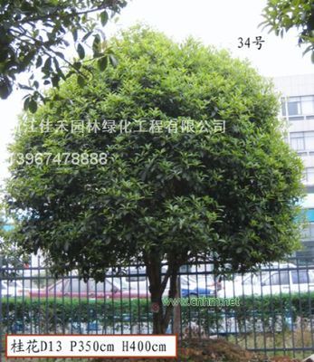 精品桂花 浙江佳禾園林綠化工程的綠化瑰寶