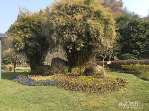 庭院養(yǎng)護(hù)與園林綠化工程施工全攻略