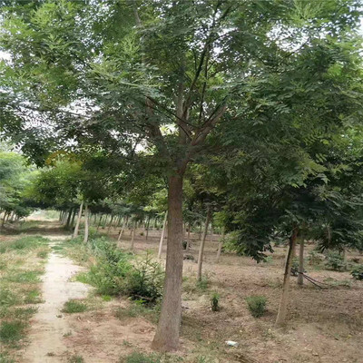 四川地區(qū)29公分與22公分國(guó)槐價(jià)格對(duì)比及園林綠化工程應(yīng)用