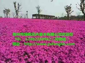 青州花卉苗木 三葉委陵菜營(yíng)養(yǎng)杯苗，廠家直供助力園林綠化工程