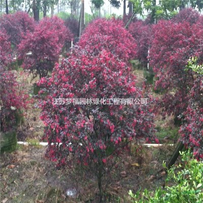 江蘇紅花繼木 園林綠化的優選苗木與供應要點